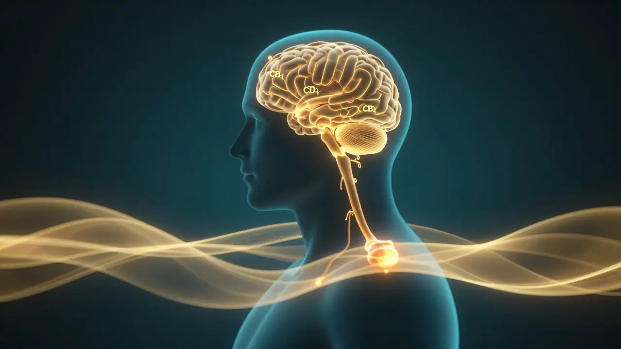 Konceptuální znázornění endocannabinoidního systému a tlumení zánětu v kloubech.