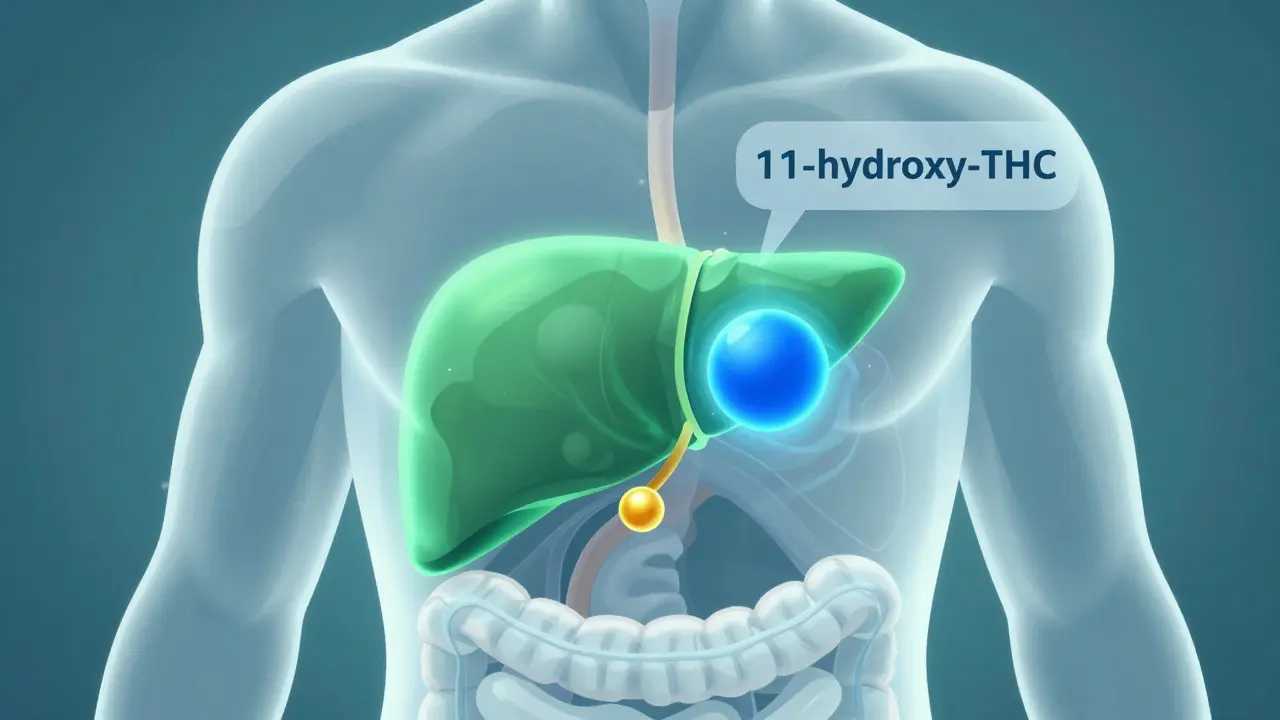 Ilustrace metabolismu THC v játrech přeměňujícího se na silnější látku